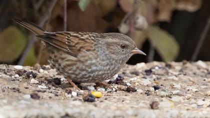 Dağbülbülü