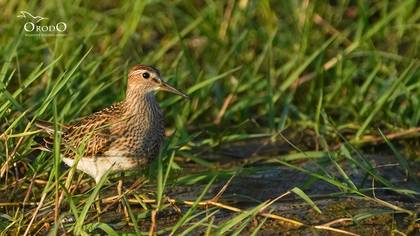 Çizgili kumkuşu » Pectoral Sandpiper » Calidris melanotos
