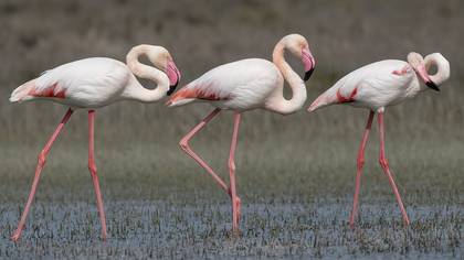 Flamingo