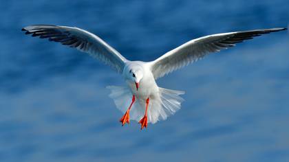 Karabaş martı » Black-headed Gull » Chroicocephalus ridibundus
