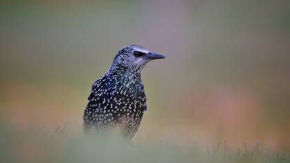Sığırcık » Common Starling » Sturnus vulgaris
