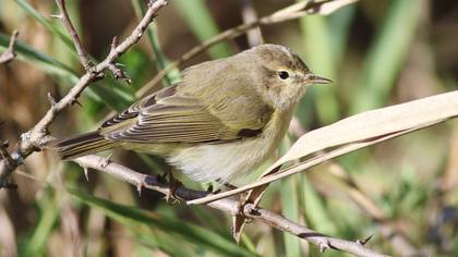Çıvgın » Common Chiffchaff » Phylloscopus collybita