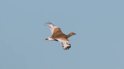 Mezgeldek » Little Bustard » Tetrax tetrax