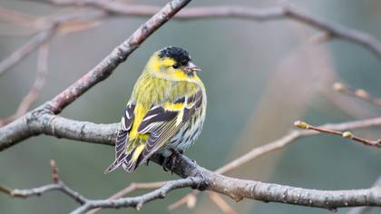 Karabaşlı iskete » Eurasian Siskin » Spinus spinus