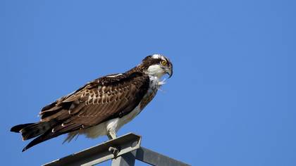Balık kartalı » Osprey » Pandion haliaetus