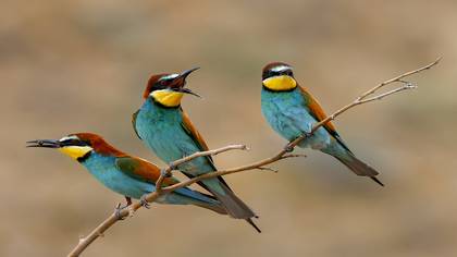 Arıkuşu » European Bee-eater » Merops apiaster