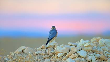 Boz doğan » Merlin » Falco columbarius