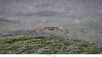 Kukumav » Little Owl » Athene noctua