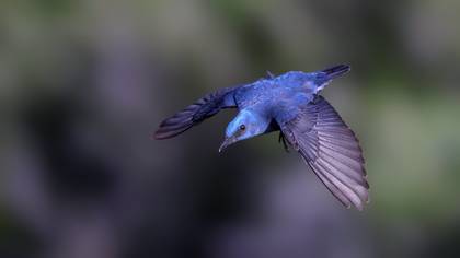 Gökardıç » Blue Rock Thrush » Monticola solitarius