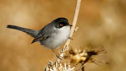 Maskeli ötleğen » Sardinian Warbler » Sylvia melanocephala