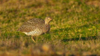 Mezgeldek » Little Bustard » Tetrax tetrax