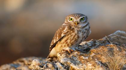 Kukumav » Little Owl » Athene noctua