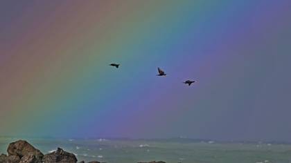 Karabatak » Great Cormorant » Phalacrocorax carbo
