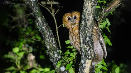 Alaca baykuş