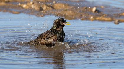 Sığırcık » Common Starling » Sturnus vulgaris