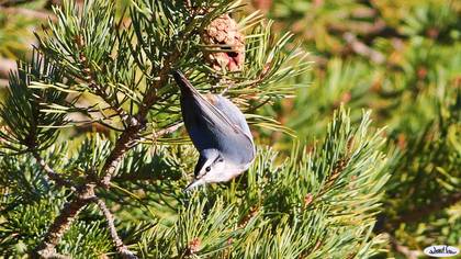 Anadolu sıvacısı » Krüper`s Nuthatch » Sitta krueperi