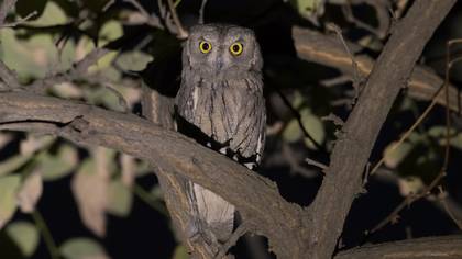 Çizgili ishakkuşu » Pallid Scops Owl » Otus brucei