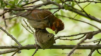 Çütre » Common Rosefinch » Carpodacus erythrinus