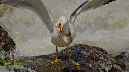 Van gölü martısı » Armenian Gull » Larus armenicus