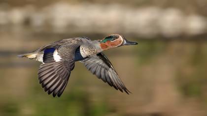 Çamurcun » Eurasian Teal » Anas crecca