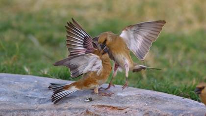 Boz alamecek » Desert Finch » Rhodospiza obsoleta