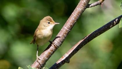Çalı kamışçını » Marsh Warbler » Acrocephalus palustris