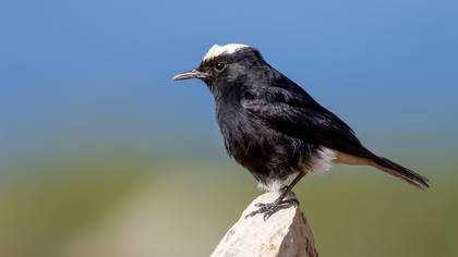 Aktepeli kuyrukkakan » White-crowned Wheatear » Oenanthe leucopyga