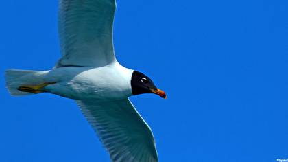 Pallas`s Gull