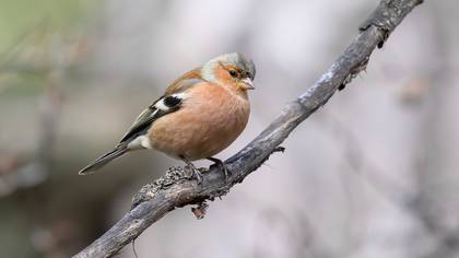 İspinoz » Common Chaffinch » Fringilla coelebs