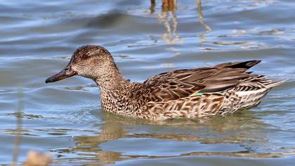 Çamurcun » Eurasian Teal » Anas crecca