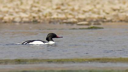 Büyük tarakdiş » Common Merganser » Mergus merganser