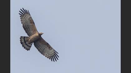 Tepeli arı şahini
