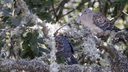 Büyük üveyik » Oriental Turtle Dove » Streptopelia orientalis