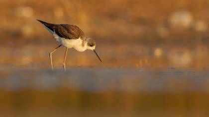 Uzunbacak
