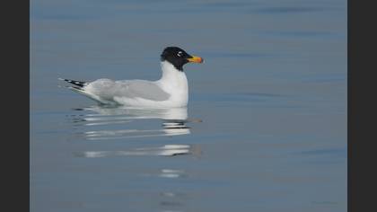 Pallas`s Gull