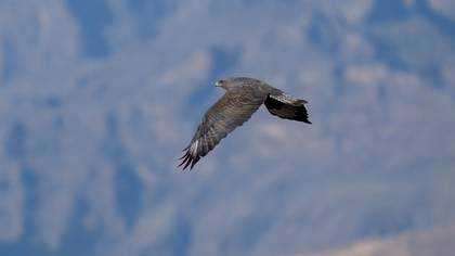 Kızıl şahin » Long-legged Buzzard » Buteo rufinus