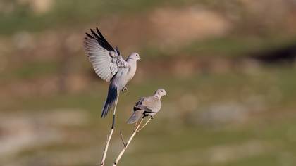 Kumru » Eurasian Collared Dove » Streptopelia decaocto