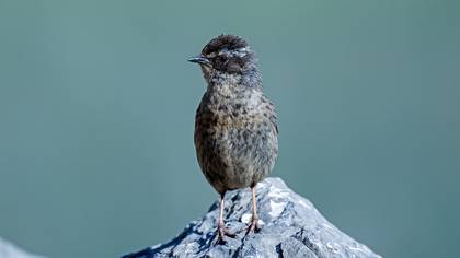 Radde`s Accentor