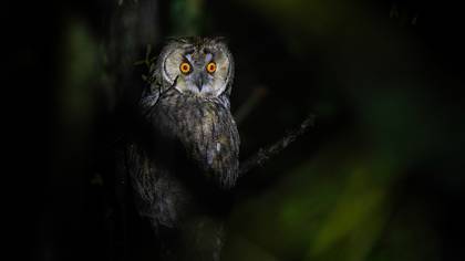 Kulaklı orman baykuşu » Long-eared Owl » Asio otus