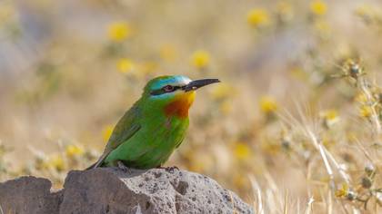 Yeşil arıkuşu » Blue-cheeked Bee-eater » Merops persicus