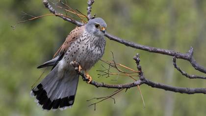 Kerkenez » Common Kestrel » Falco tinnunculus