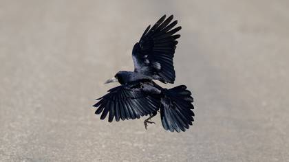Ekin kargası » Rook » Corvus frugilegus