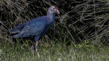 Grey-headed Swamphen