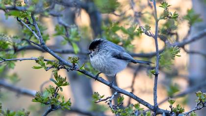 Uzunkuyruklu baştankara » Long-tailed Tit » Aegithalos caudatus