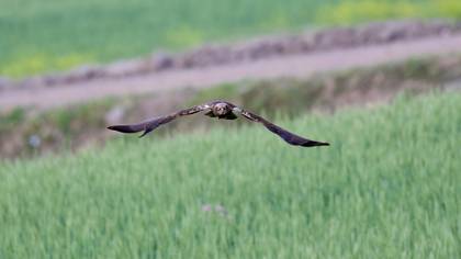 Saz delicesi » Western Marsh Harrier » Circus aeruginosus