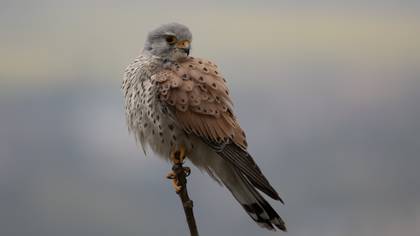 Kerkenez » Common Kestrel » Falco tinnunculus