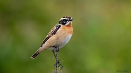 Çayır taşkuşu » Whinchat » Saxicola rubetra