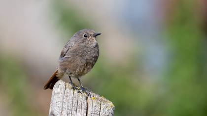 Kara kızılkuyruk » Black Redstart » Phoenicurus ochruros