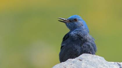 Gökardıç » Blue Rock Thrush » Monticola solitarius