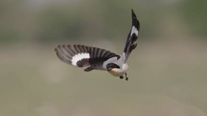 Karaalınlı örümcekkuşu » Lesser Grey Shrike » Lanius minor